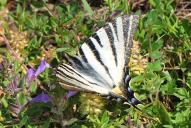 Iphiclides podalirius