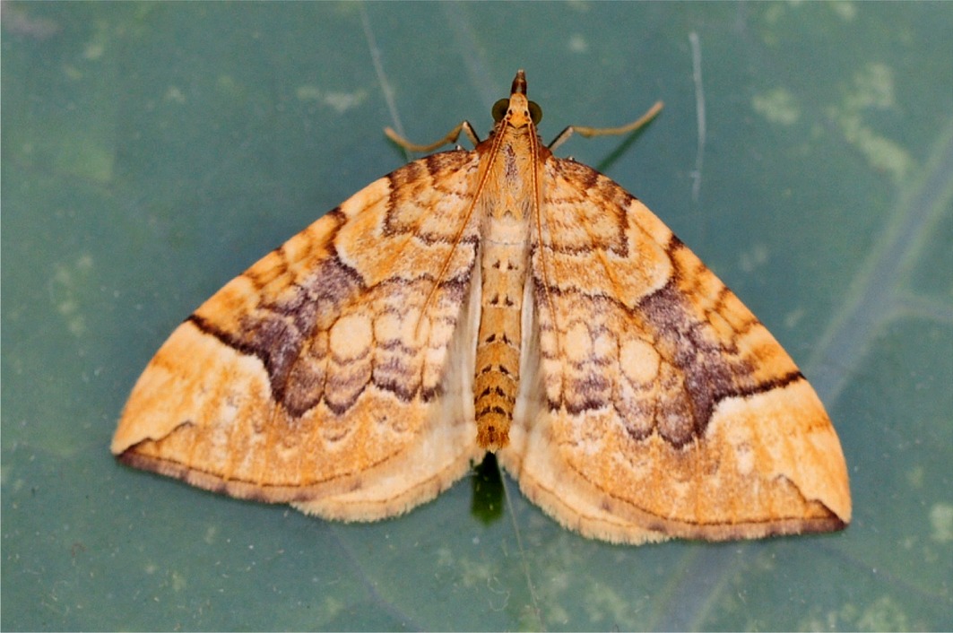 Eulithis populata