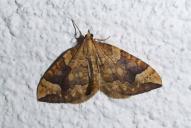 Eulithis populata