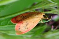 Miltochrista miniata