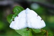 Lomographa bimaculata