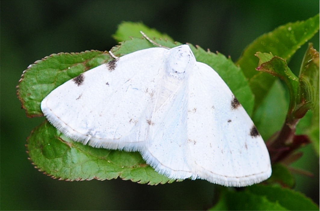 Lomographa bimaculata