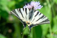 Iphiclides podalirius