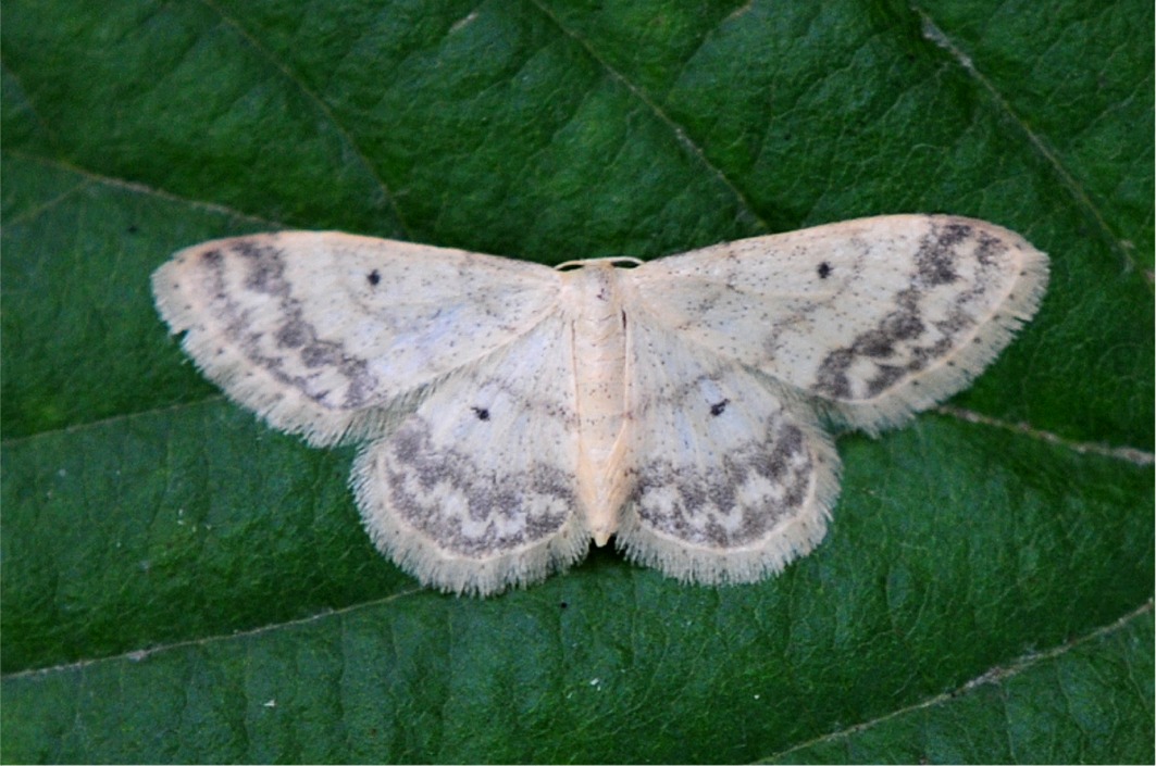 Idaea biselata