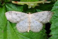 Idaea biselata