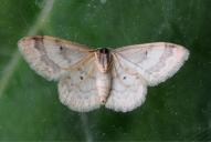 Idaea biselata