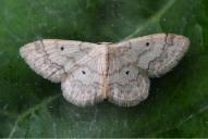 Idaea biselata