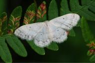 Idaea biselata