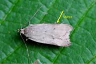 Acompsia maculosella