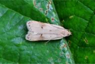 Acompsia maculosella