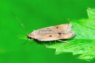 Acompsia maculosella