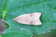 Acompsia maculosella