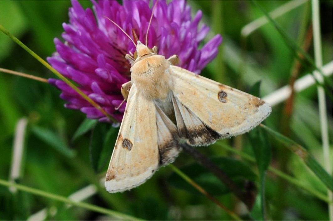 Heliothis peltigera