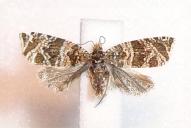 Celypha rivulana