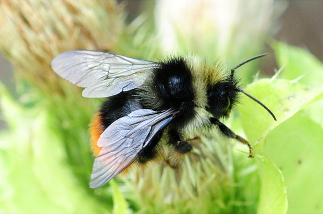 Bombus mastrucatus(♂)