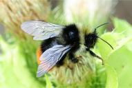 Bombus wurflenii