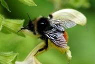 Bombus mastrucatus(♂)