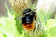 Bombus mastrucatus(♂)
