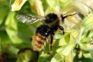 Bombus mastrucatus(♂)