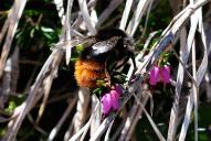 Bombus mastrucatus(♀)