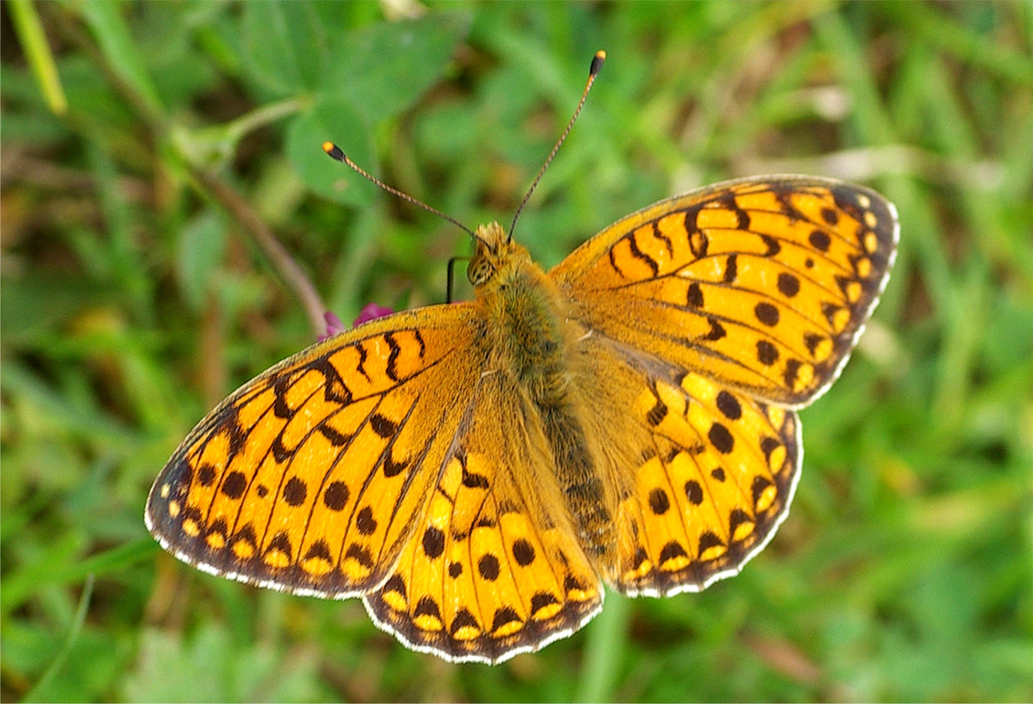Speyeria aglaja(♂)