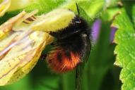Bombus mastrucatus(♀)