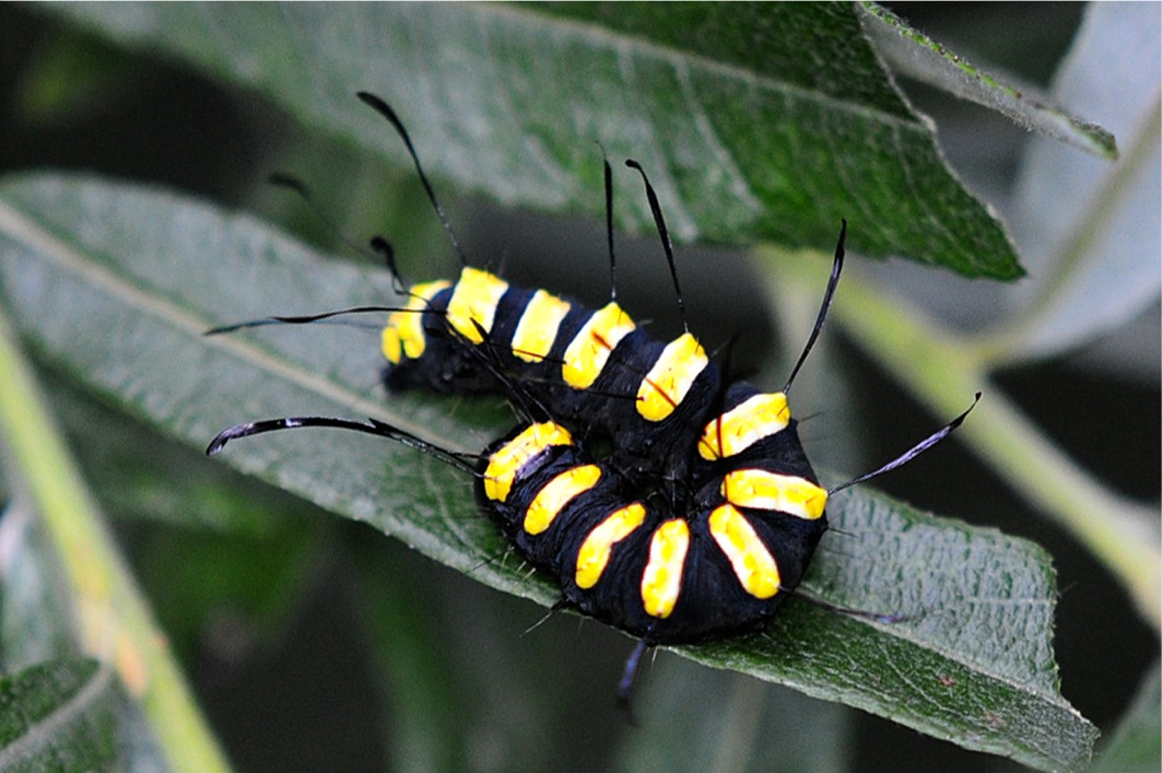 Acronicta alni (Raupe)