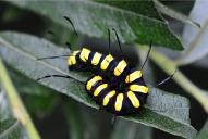 Acronicta alni (Raupe)