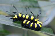 Acronicta alni (Raupe)