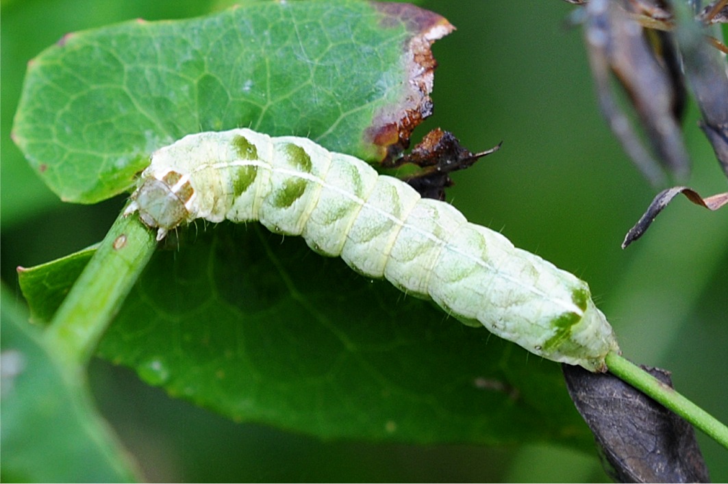 Melanchra persicariae (Raupe)