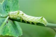 Melanchra persicariae (Raupe)