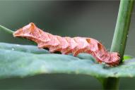 Melanchra persicariae (Raupe)