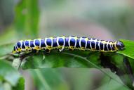 Cucullia lactucae (Raupe)