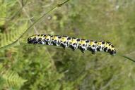 Cucullia lactucae (Raupe)