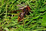 Vespa crabro