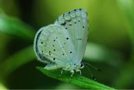 Celastrina argiolus
