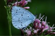 Celastrina argiolus