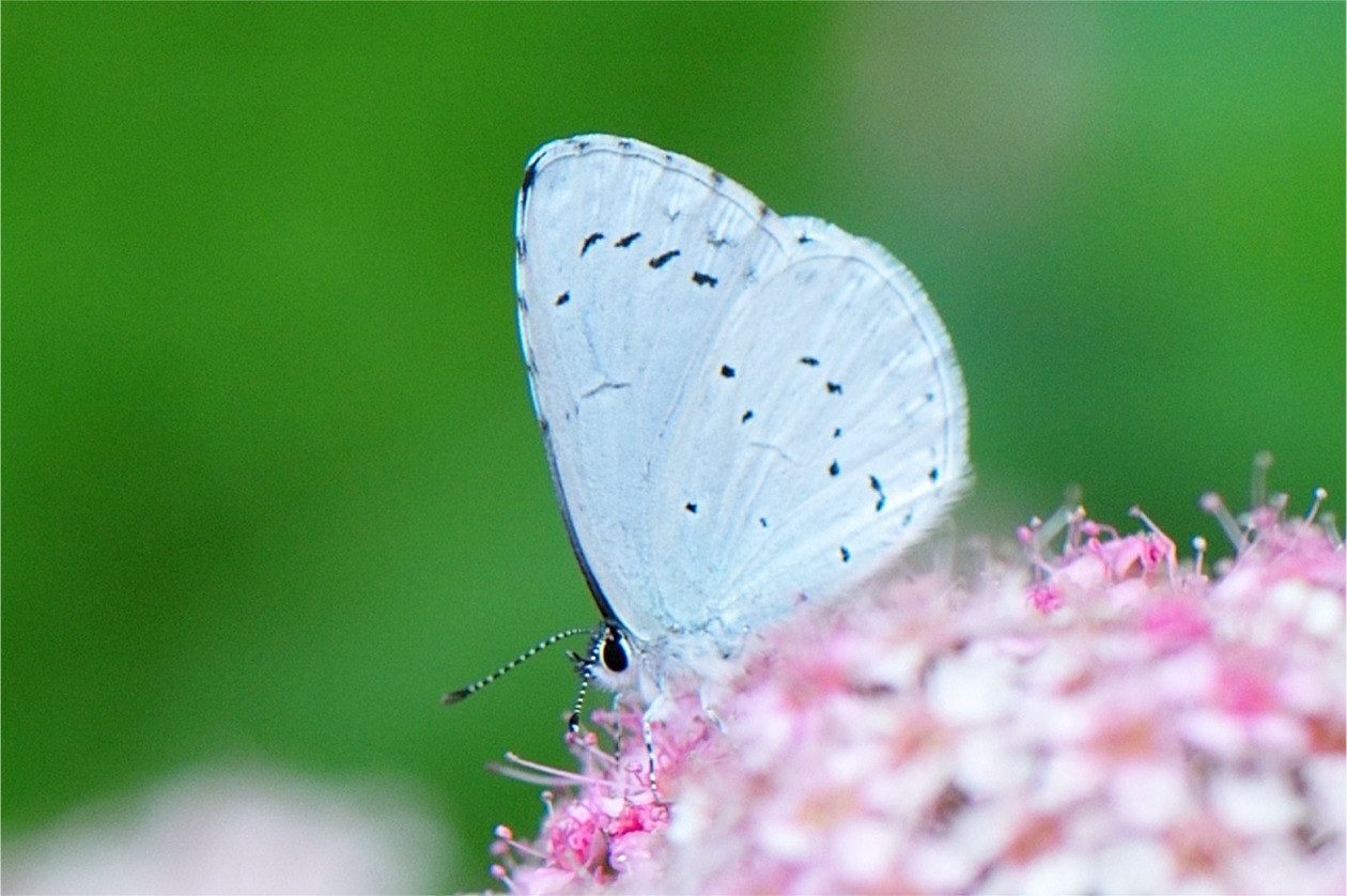 Celastrina argiolus