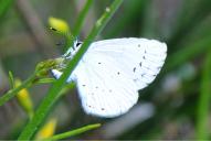 Celastrina argiolus