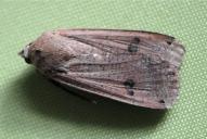 Noctua pronuba