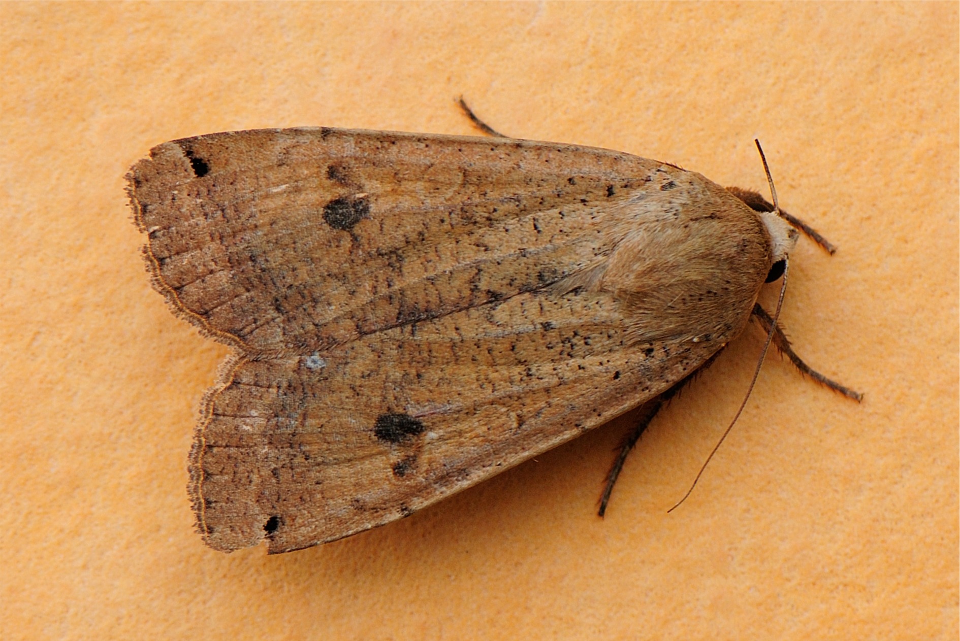 Noctua pronuba