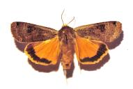 Noctua pronuba