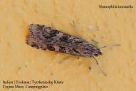 Nomophila noctuella