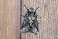 Allophyes oxyacanthae