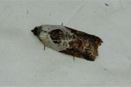 Acleris variegana