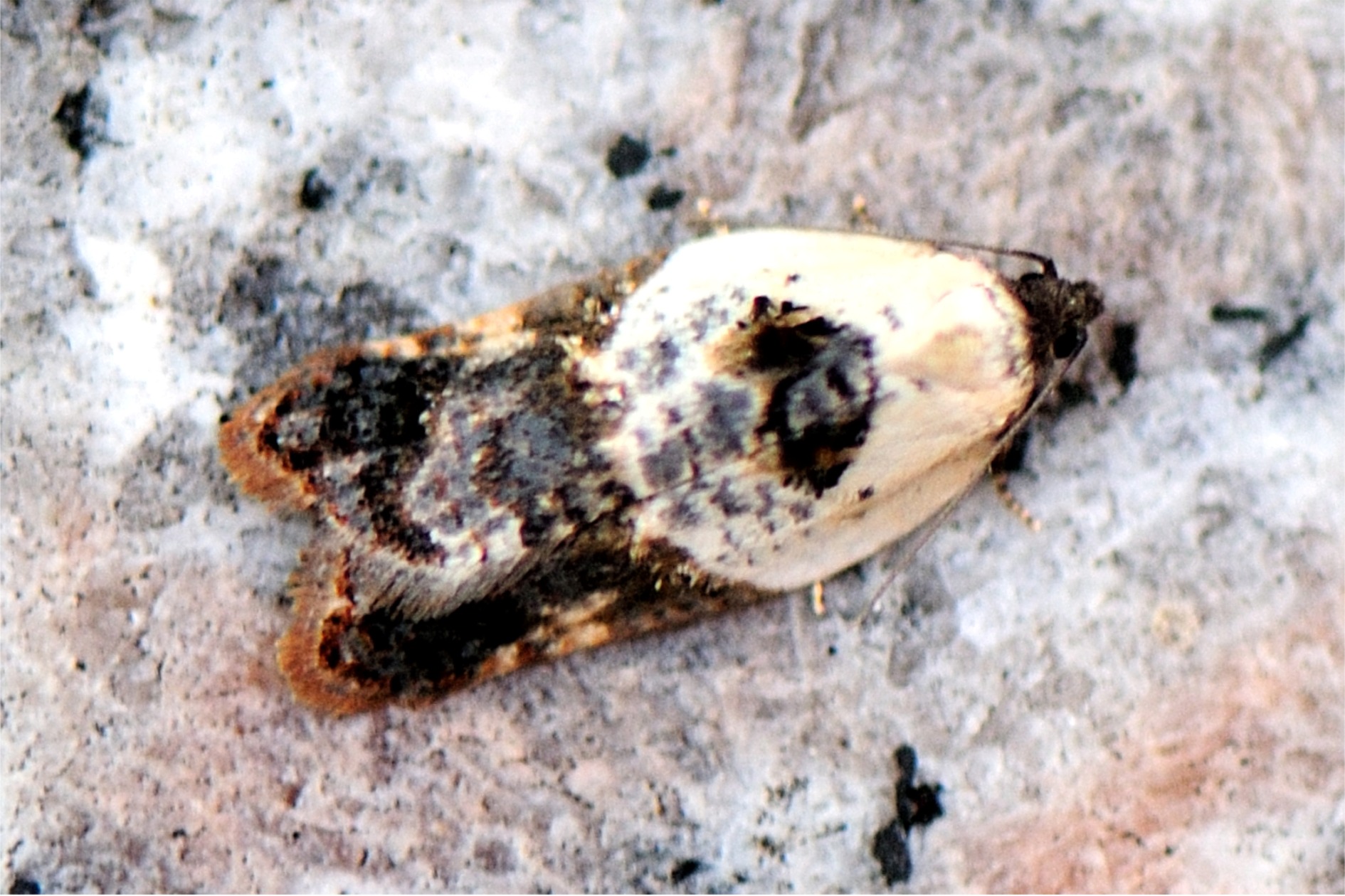 Acleris variegana