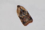 Acleris variegana