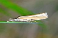Agriphila tristella
