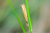 Agriphila tristella