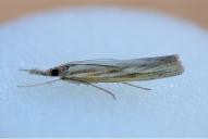 Agriphila tristella